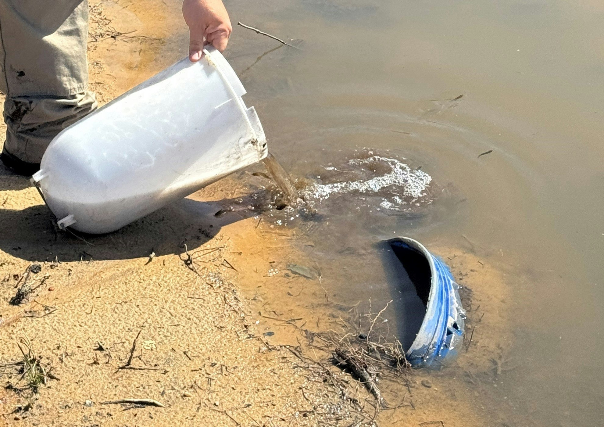 Gambusia (aka mosquito fish) being placed in water with abundance of mosquito larvae.