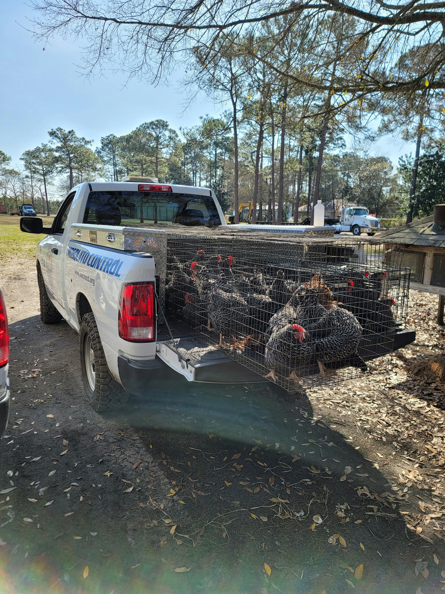 A pickup truck carrying a cage with several chickens in it, set against a backdrop of trees and a clear sky.
