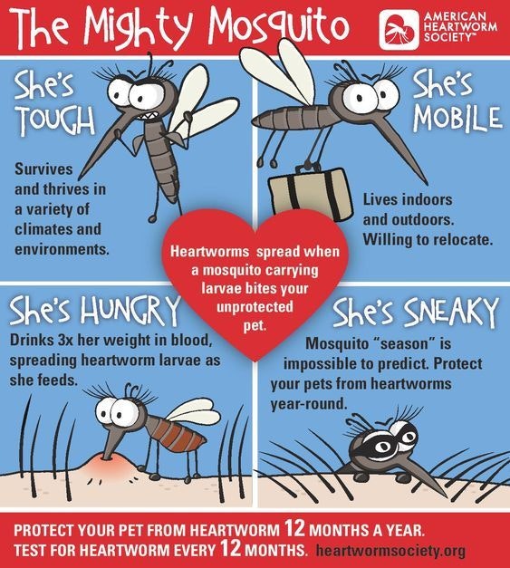 The image explains how mosquitoes are tough, mobile, hungry, and sneaky, spreading heartworms to unprotected pets.