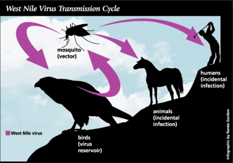 West Nile transmission cycle from mosquito to animal to man