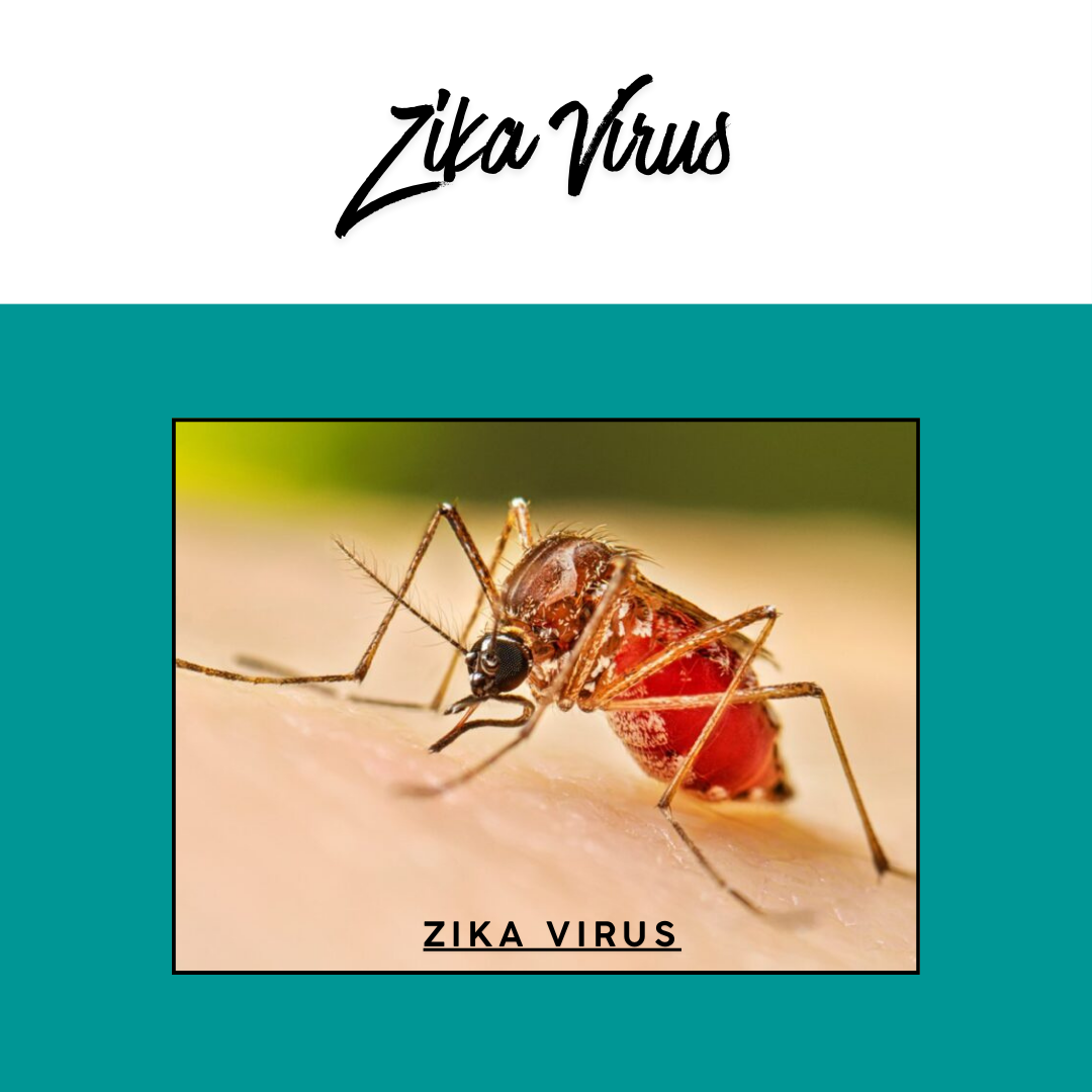 The image shows a close-up of a mosquito, labeled as "Zika Virus," highlighting its association with the virus.