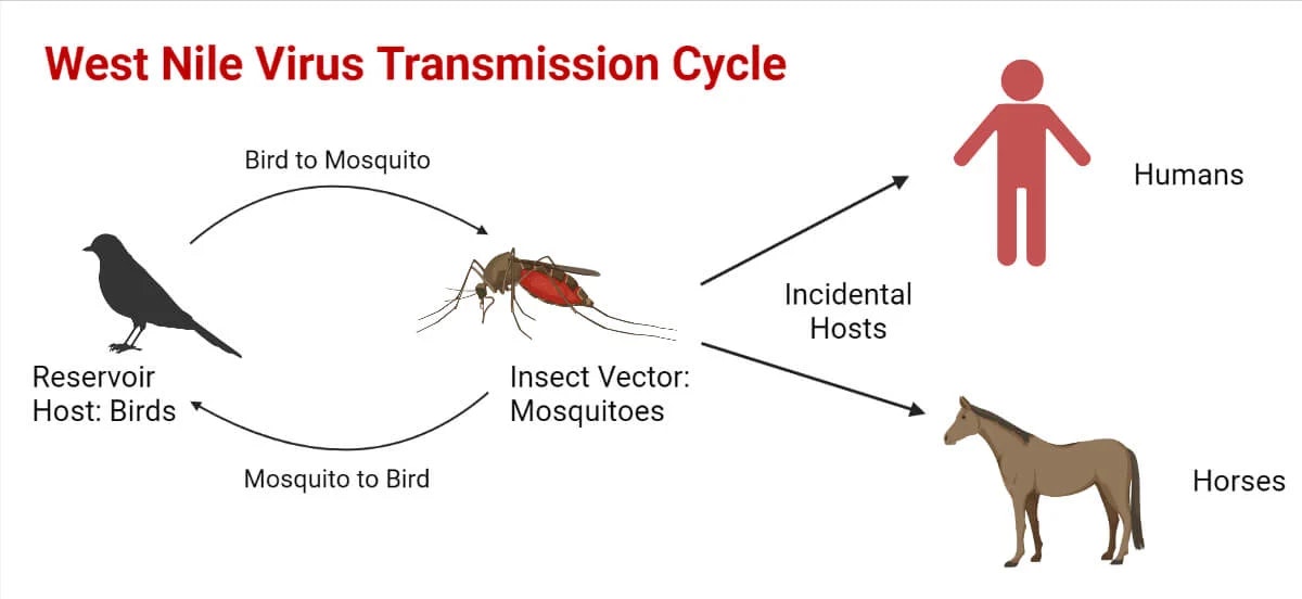 The image illustrates the West Nile Virus transmission cycle involving birds, mosquitoes, humans, and horses.