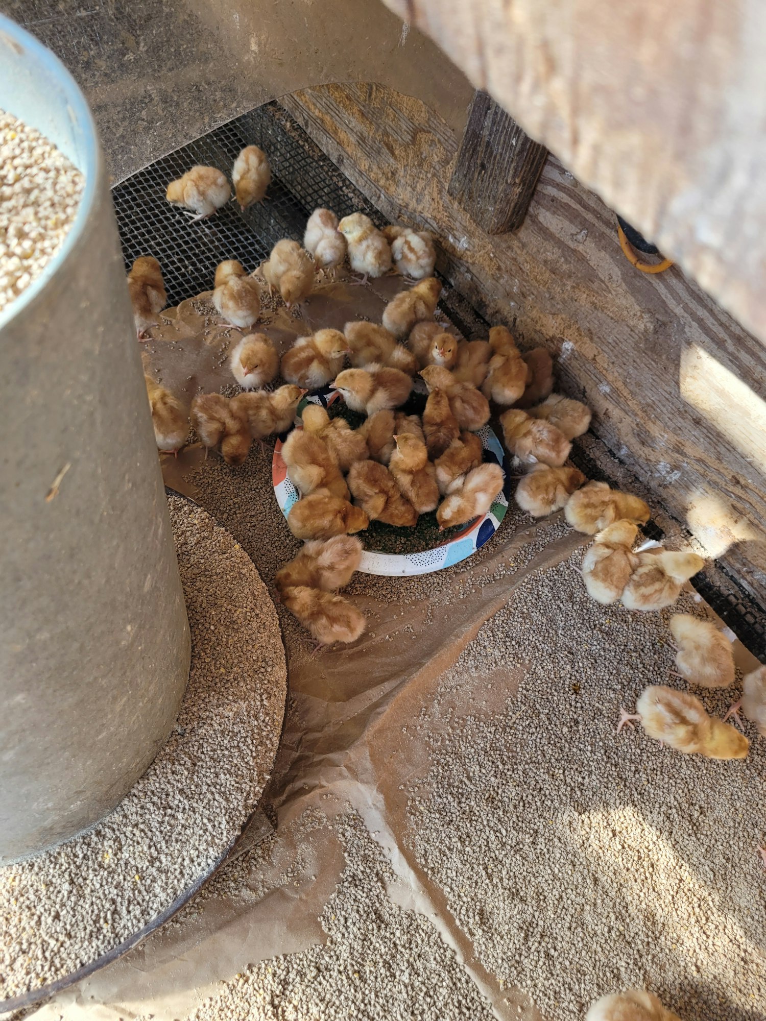 A group of fluffy chicks gathered around a food dish on a sandy surface inside a barn.