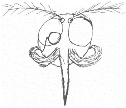 Hand-drawn sketch of a stylized insect face with large eyes, antennae, and mandibles.