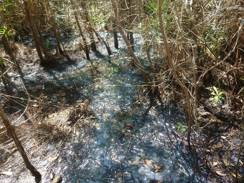 standing water that may contain mosquito larvae