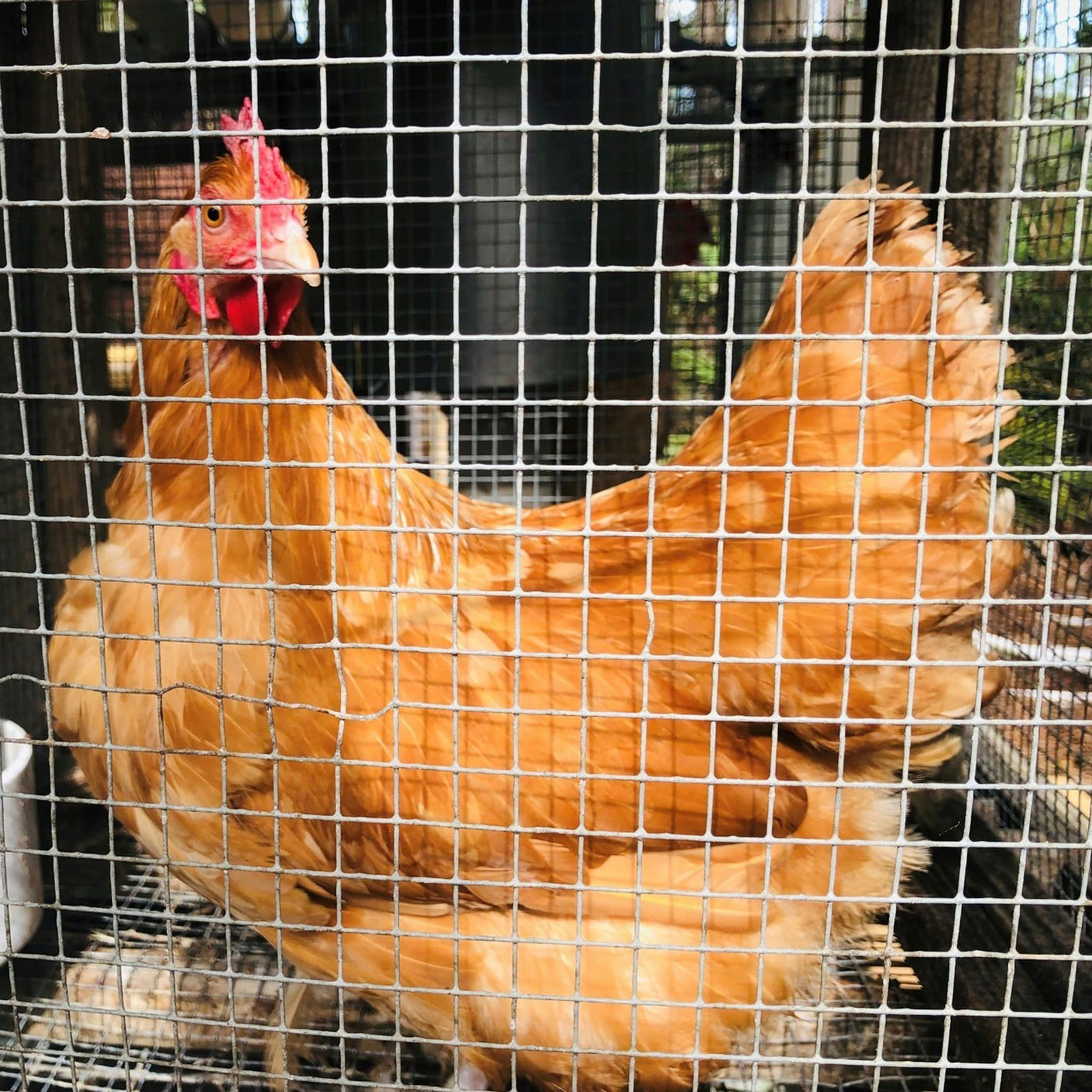 A golden-colored chicken is behind a wire mesh cage, emphasizing its vibrant feathers and curious expression.