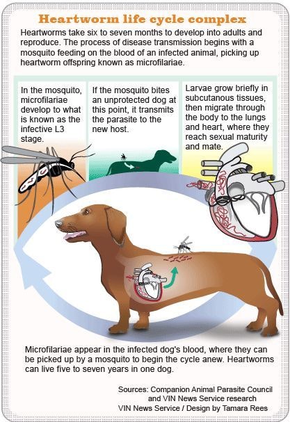 The image explains the heartworm life cycle, detailing how mosquitoes transmit heartworms to dogs, affecting their health.