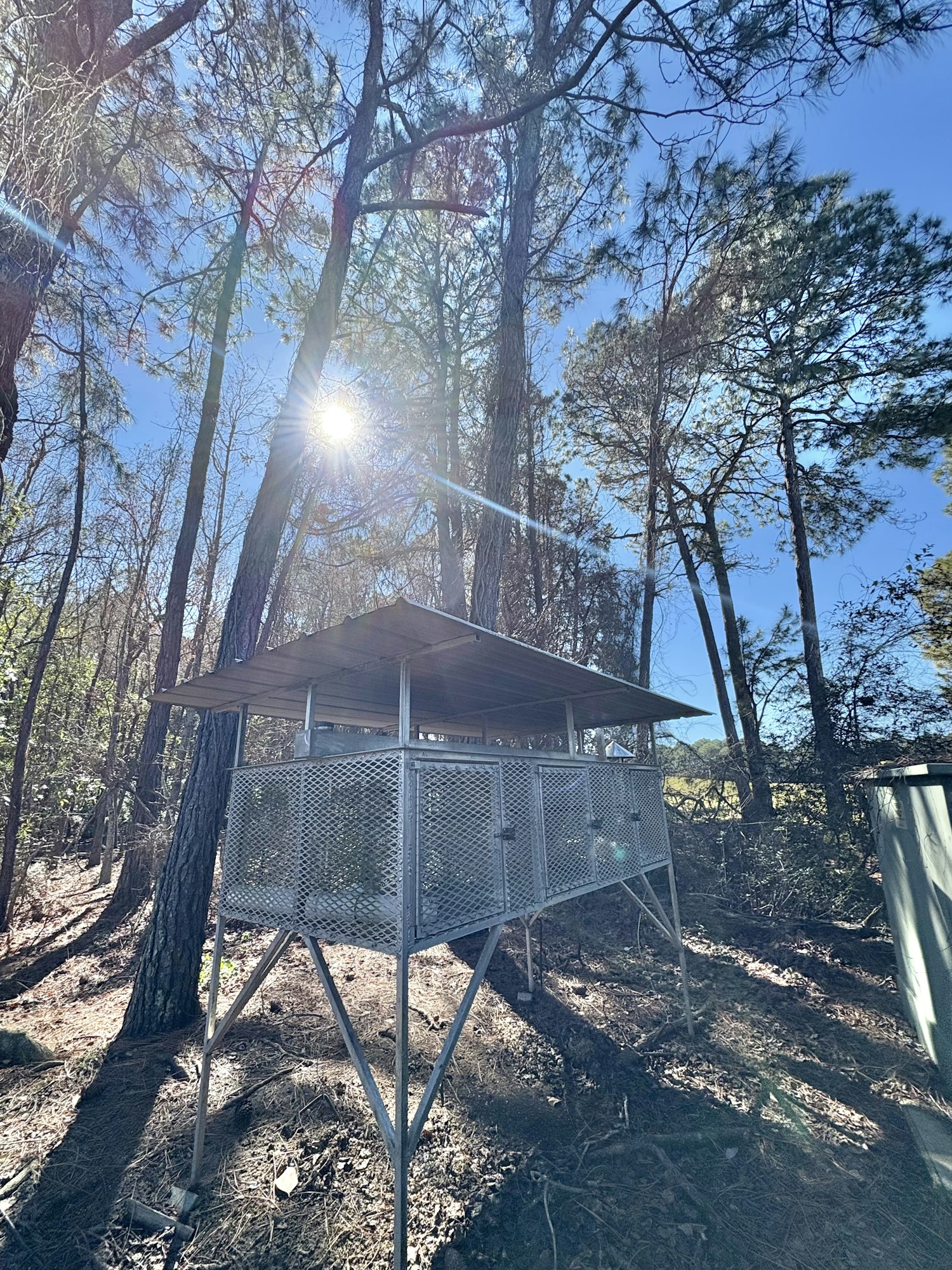 A metal structure or hunting blind elevated among pine trees, with sunlight shining through the branches.