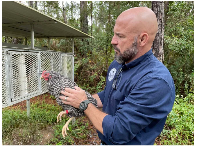 A man in a blue shirt gently holds a chicken outside near a small shelter in a wooded area.