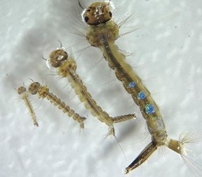 Close-up of a mosquito larva and pupa.