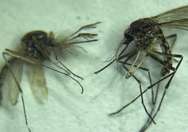 picture of 2 mosquitoes