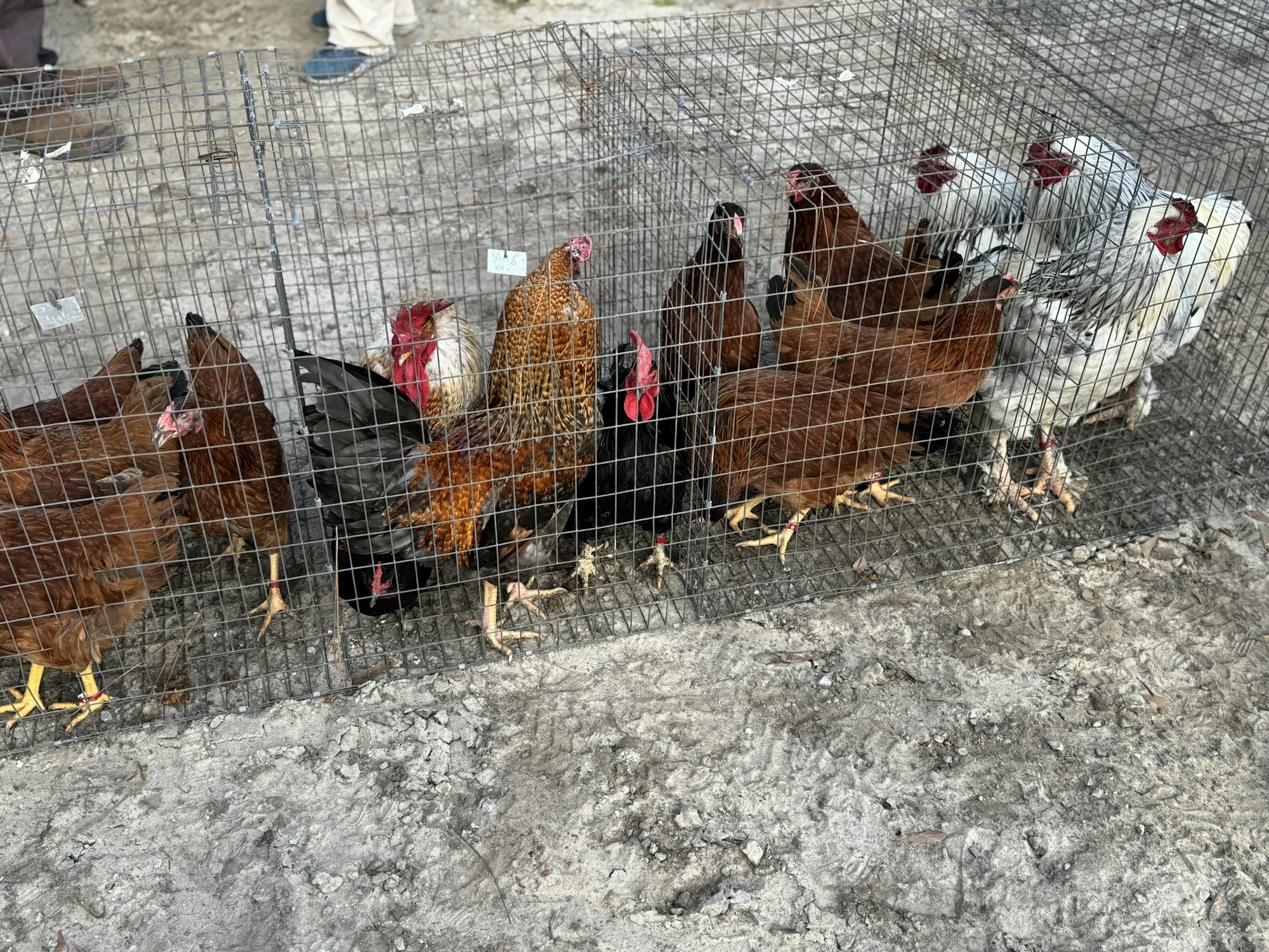 The image shows several chickens of different colors inside a wire enclosure on a dirt surface.