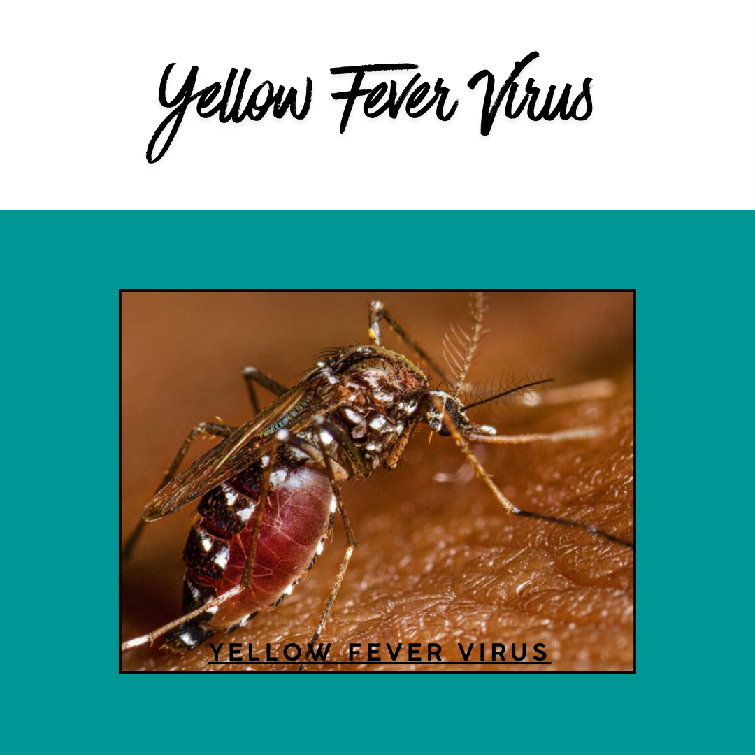 The image features a close-up of a mosquito, labeled with "Yellow Fever Virus," highlighting its role in disease transmission.