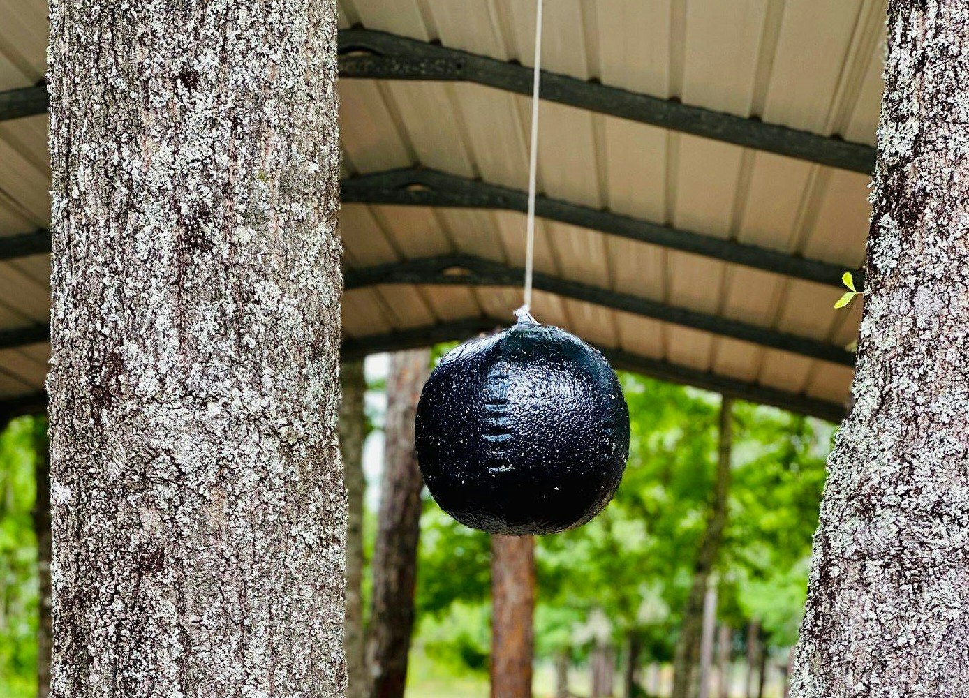 A black spherical object is hanging between two trees under a metal roof structure in a green outdoor setting.