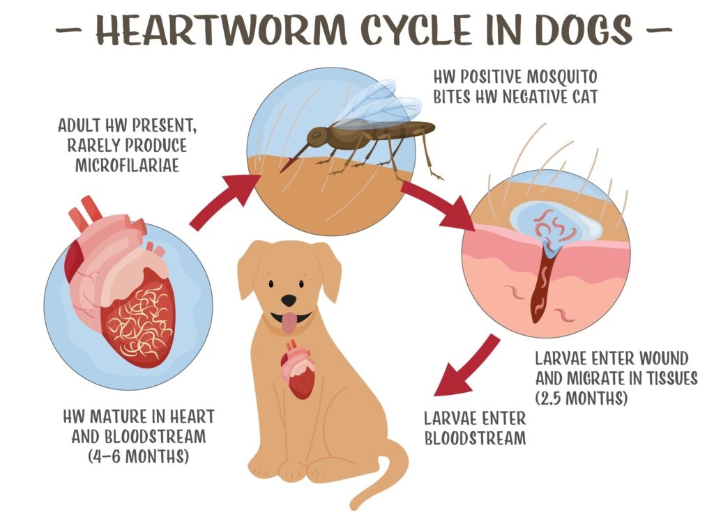 The image illustrates the heartworm lifecycle in dogs, showing how larvae enter through mosquito bites and mature in the heart.