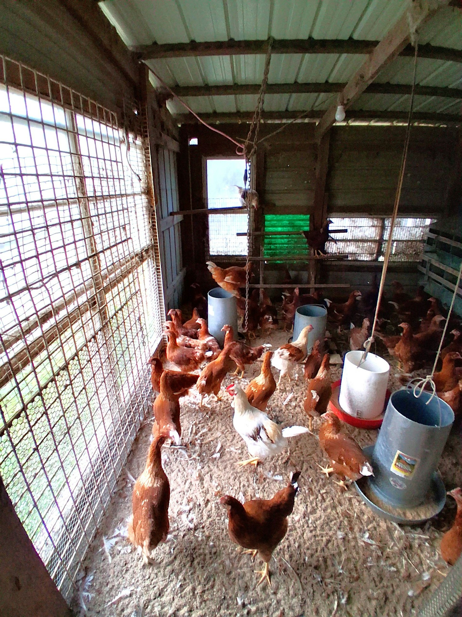 A flock of chickens inside a coop, with brown chickens and one white chicken, and feeding containers scattered around.