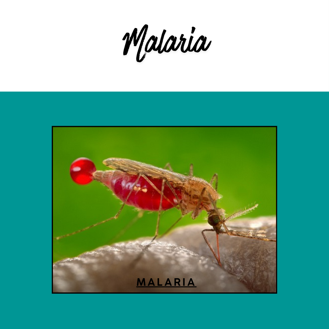 The image features a close-up of a mosquito, highlighting its role in transmitting malaria.