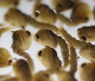 The image shows numerous small fish larvae swimming together, likely in a controlled environment like a lab or aquarium.