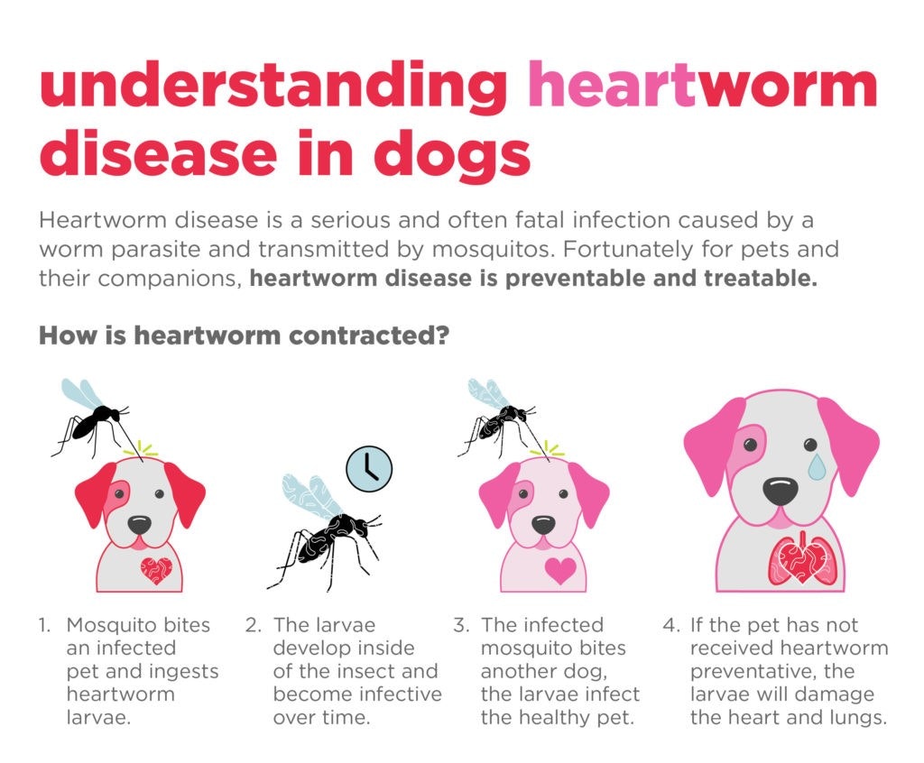 The image explains heartworm disease in dogs, its transmission through mosquitoes, and the importance of prevention and treatment.