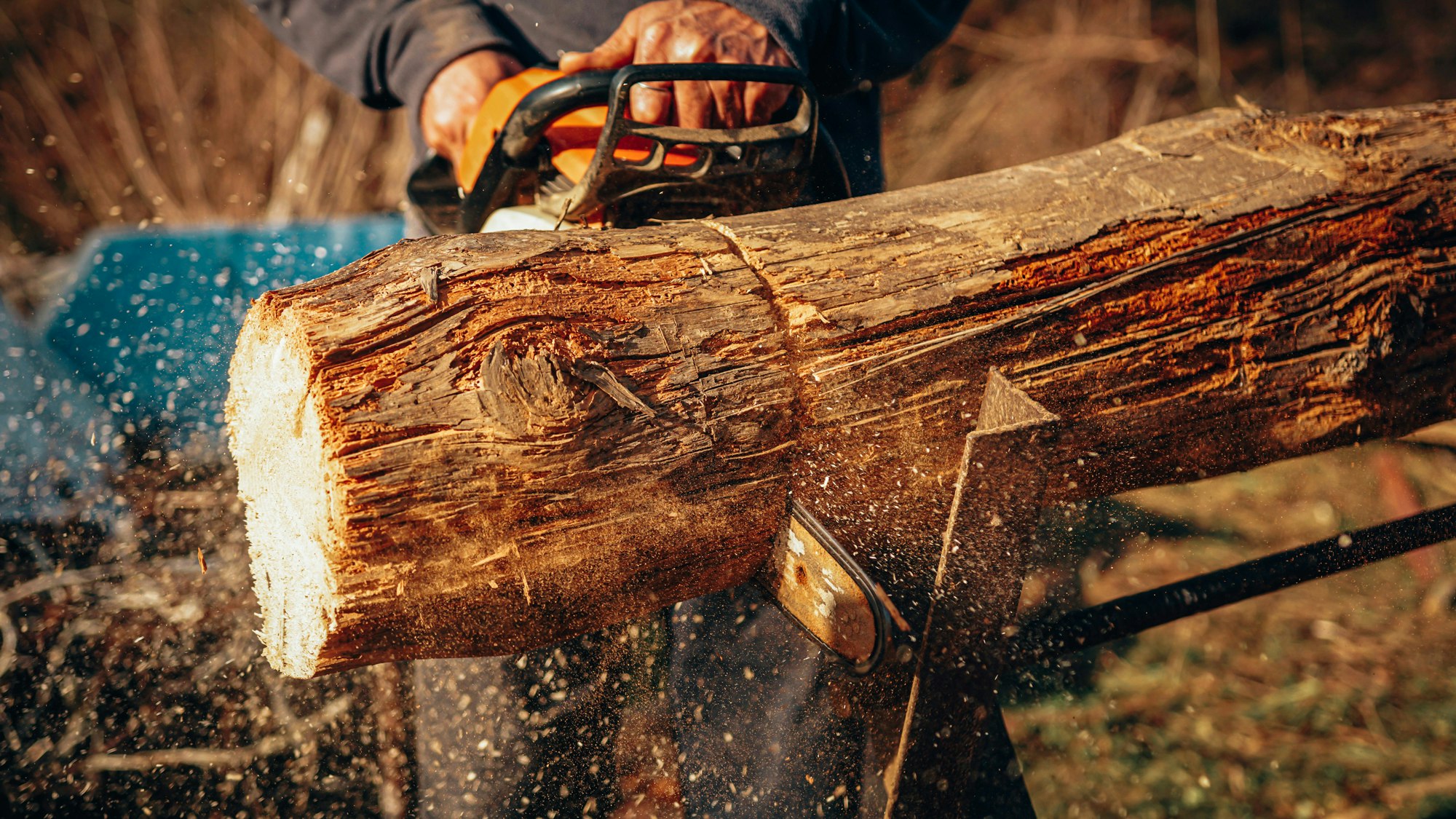 cutting a tree with a chainsaw