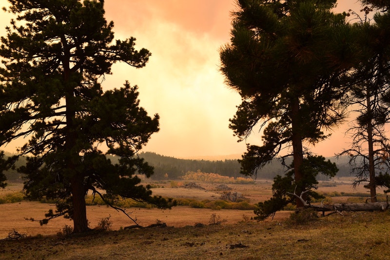 May contain: plant, tree, fir, tree trunk, field, grassland, nature, outdoors, savanna, scenery, and sky