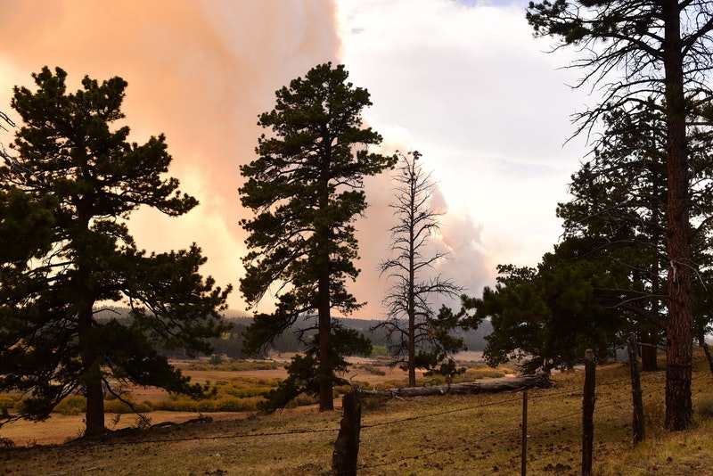 May contain: plant, tree, fir, pine, conifer, tree trunk, nature, outdoors, and scenery