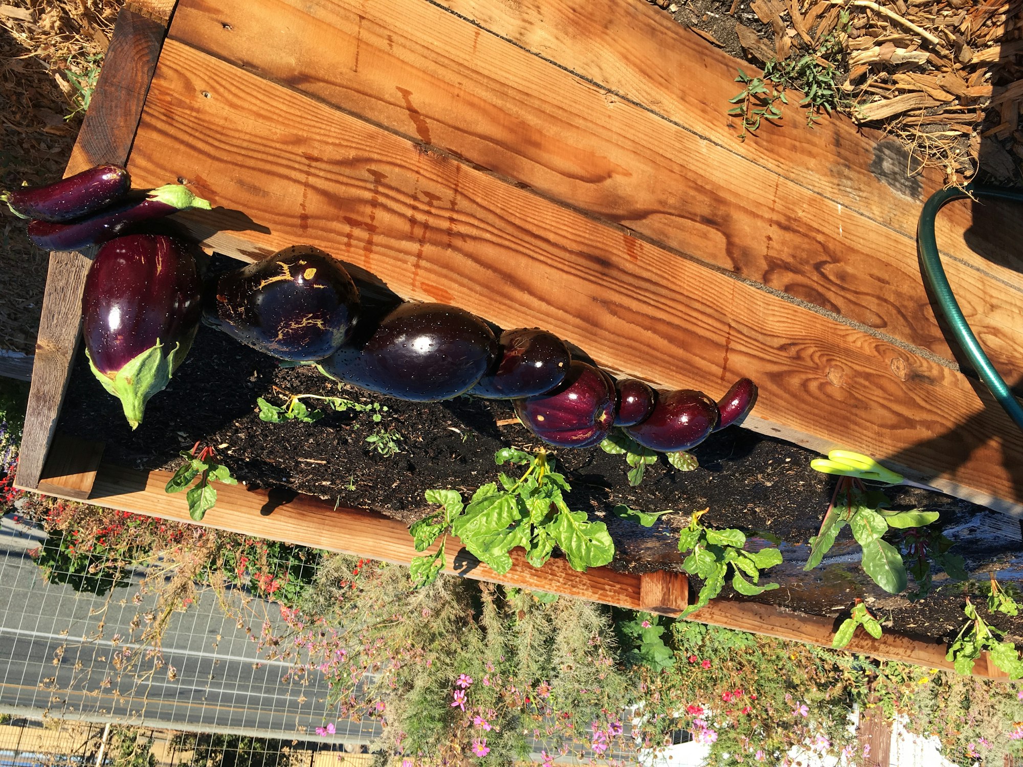 May contain: plant, eggplant, vegetable, and food