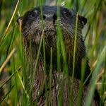 An otter peeks through tall green grasses.