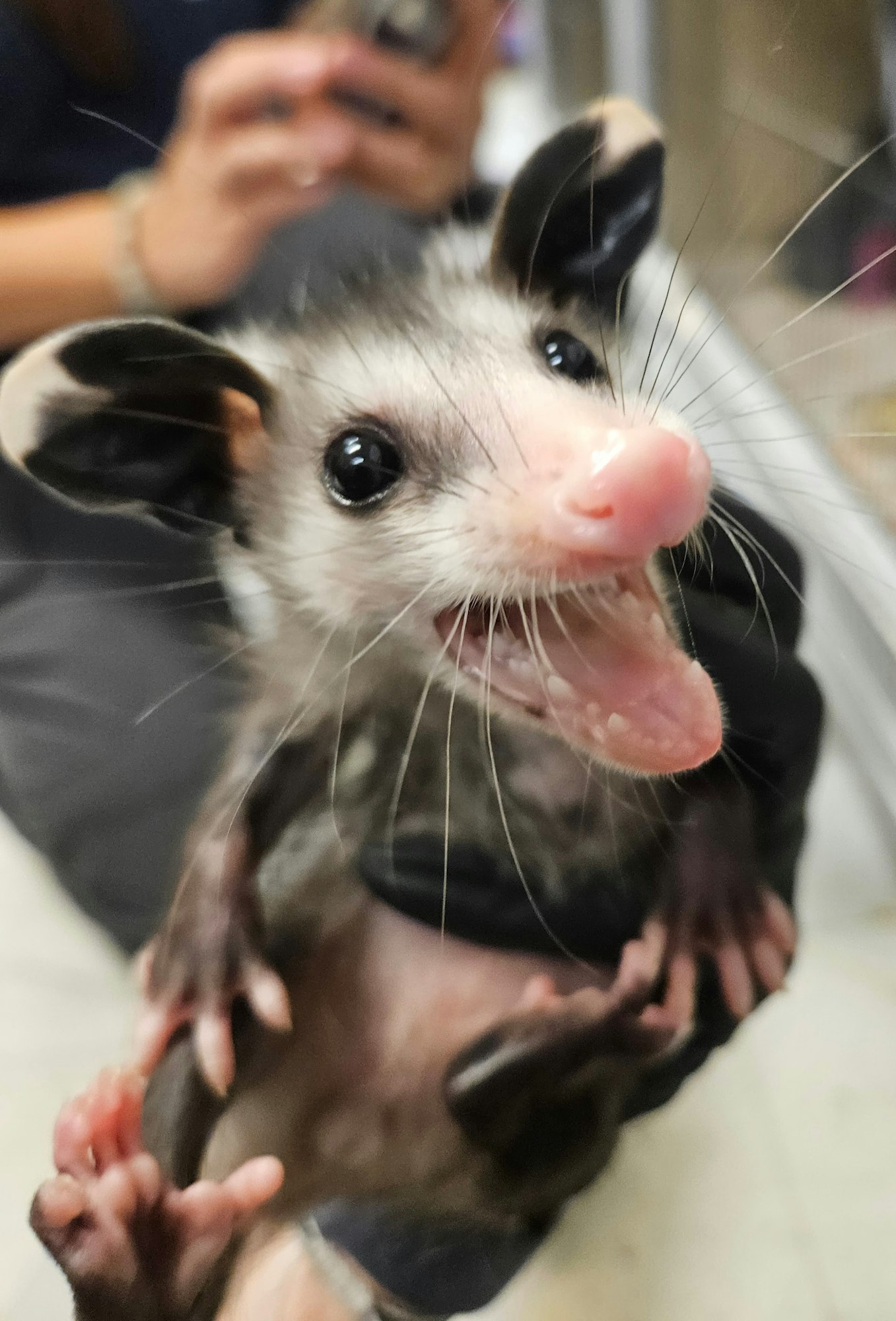 A close-up of a smiling opossum being held by a person in the background.