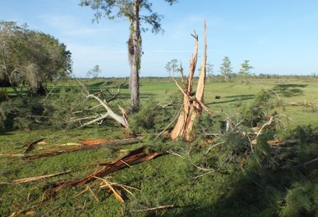 A shattered tree amid storm-damaged landscape.