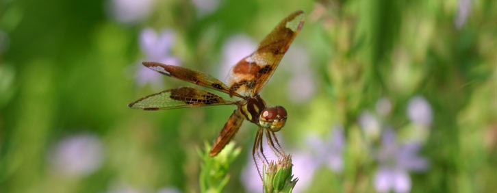 A brown dragonfly perched on a green plant with purple flowers in the background.