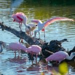 Rosette Spoonbills perched on logs in water with greenery in the background.