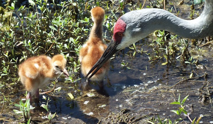 Two sandhill crane chicks by the water with an adult crane.