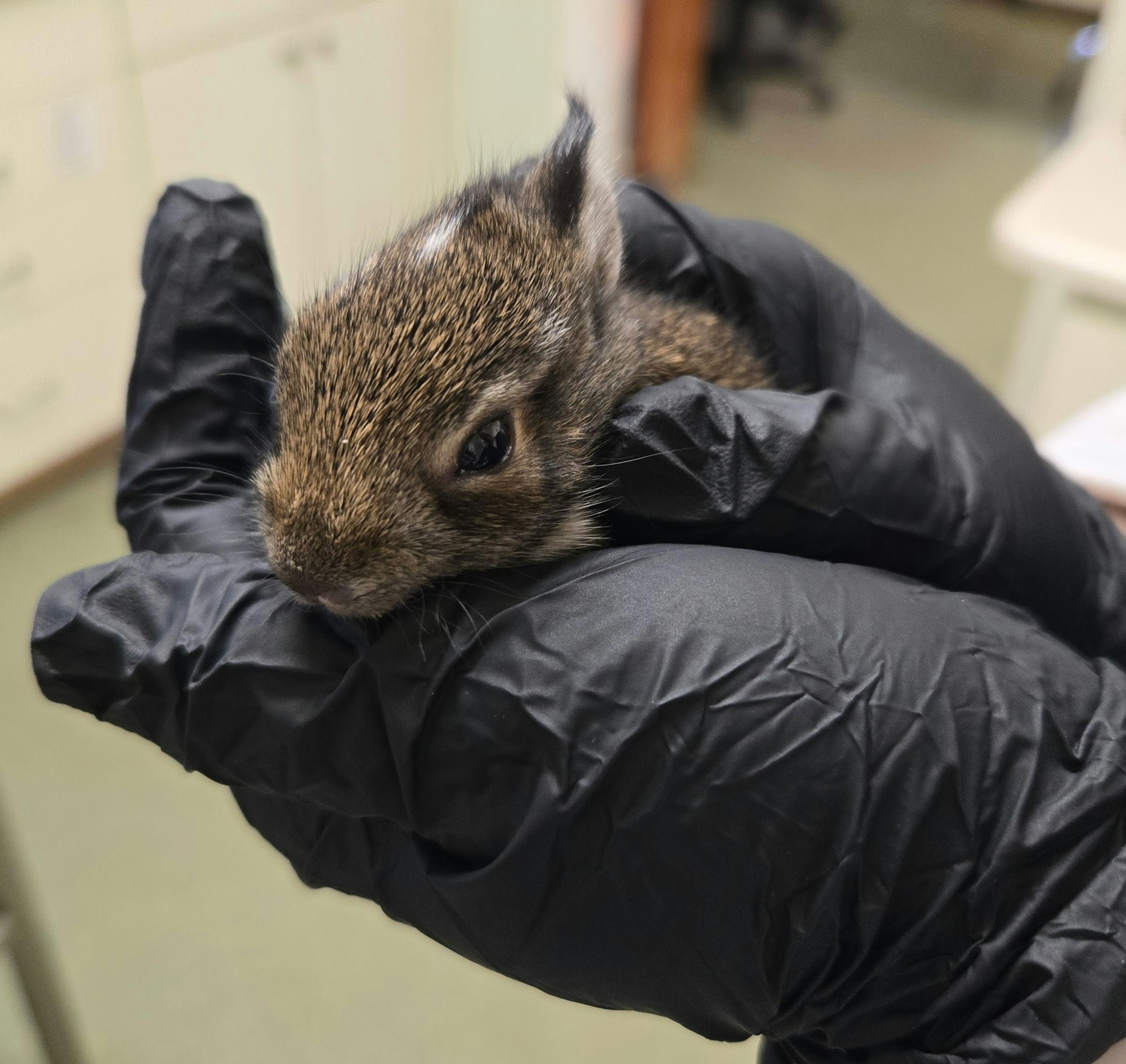 A small baby rabbit is held gently in gloved hands.