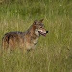 A coyote in green grass.