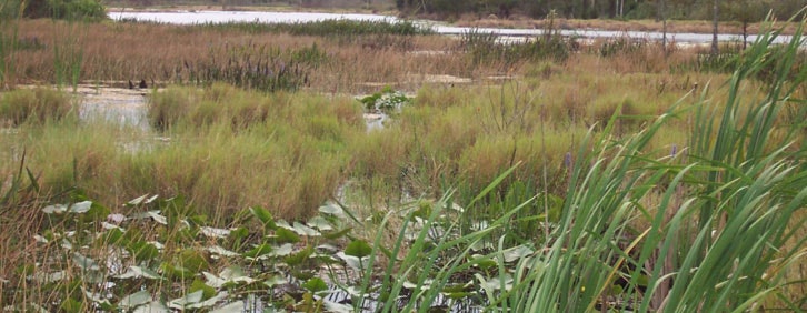 A marshy wetland with dense greenery and water lilies.