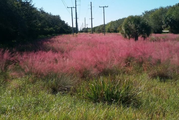 A field of pink muhly grass under power lines, with green shrubs and a clear sky.