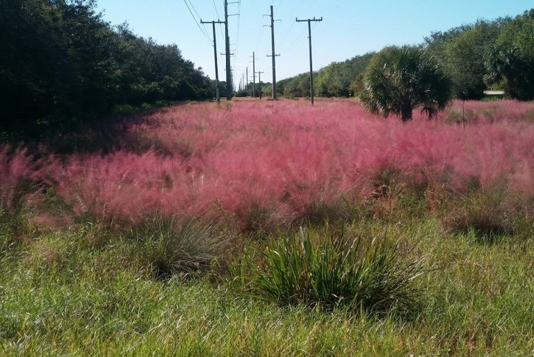 A field of pink muhly grass under power lines, with green shrubs and a clear sky.