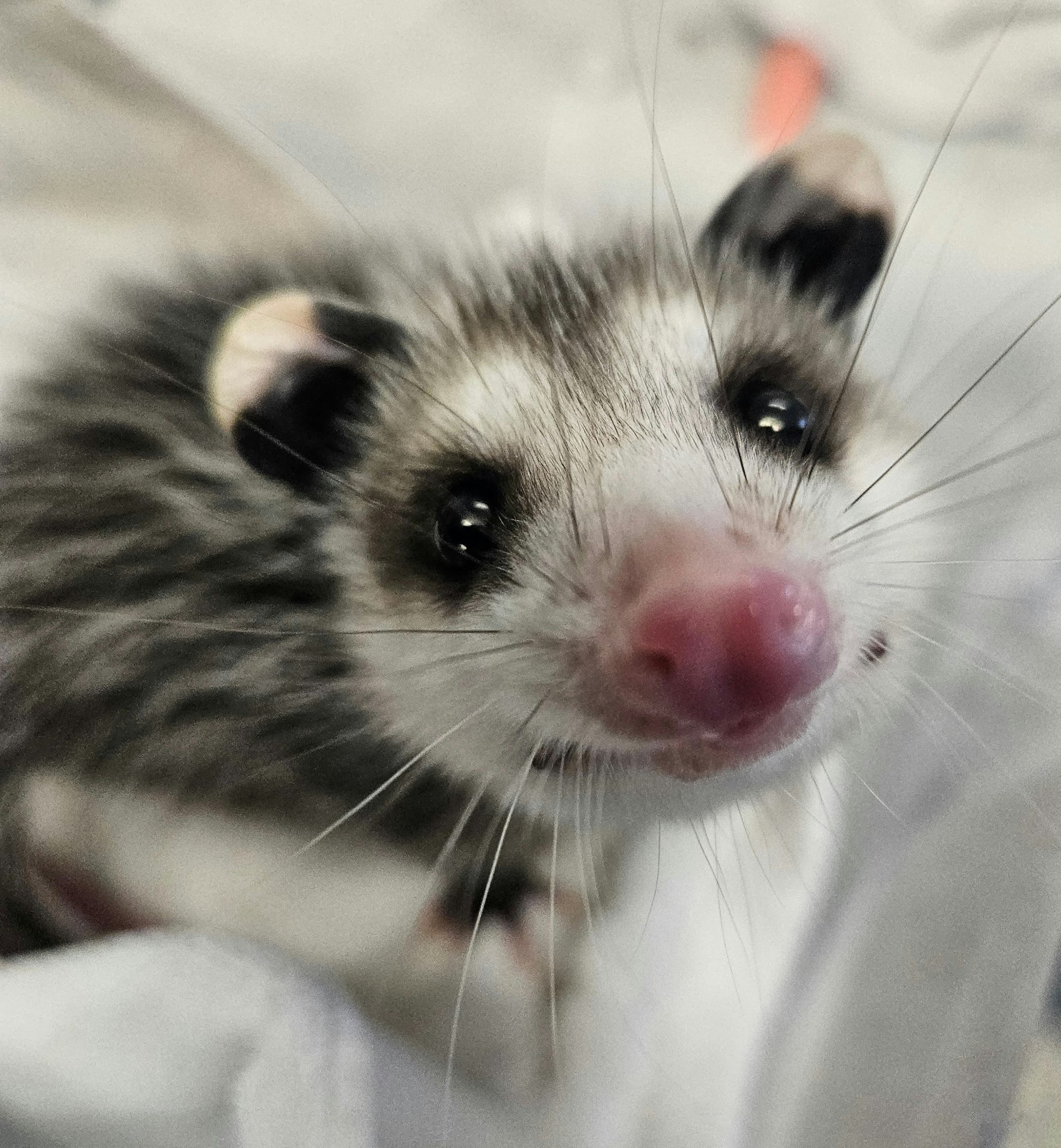 A close-up of a curious opossum with a pink nose and whiskers, gazing directly at the camera.