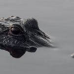 An alligator's head peering out of the water.