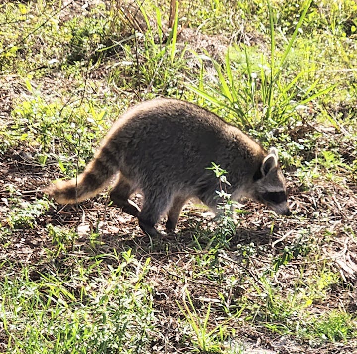 A raccoon walking through grassy and leafy terrain.