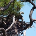 An eagle perched in a nest amid tree branches.