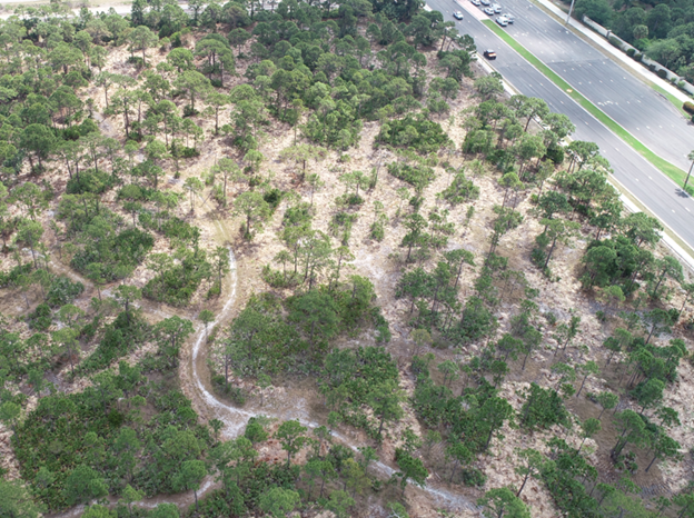An aerial view of a wooded area with scattered trees, a winding path, and a road nearby.