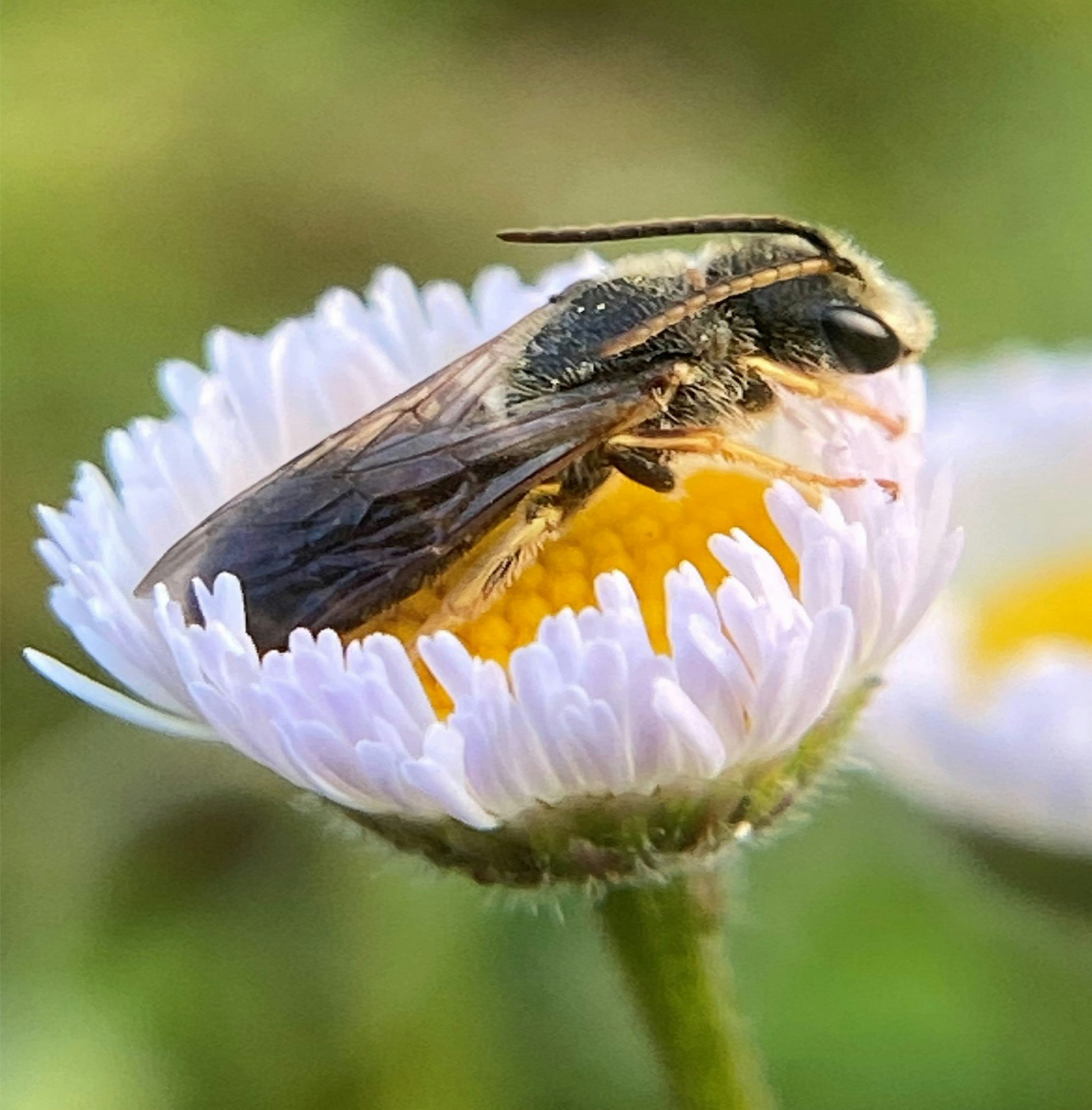 A bee on a white and yellow flower, close-up view.
