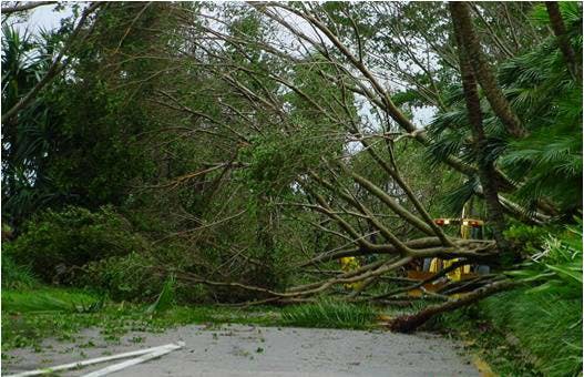 A road blocked by fallen trees and debris, likely due to severe weather.