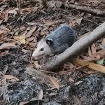 An opossum on leafy ground next to a log.