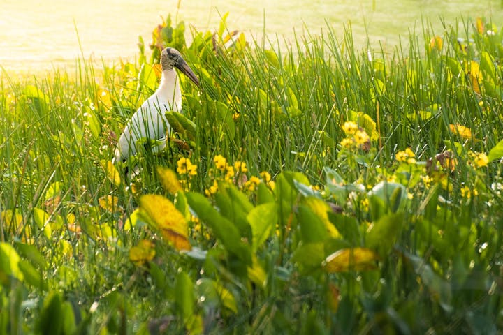A wood stork amid lush green grass and yellow flowers, with sunlight filtering through.