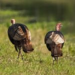 Two turkeys on grass.
