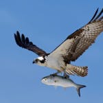 An osprey in flight carrying a fish against a clear blue sky.