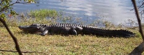 An alligator basks in the sun by a water's edge, with grass and foliage nearby.